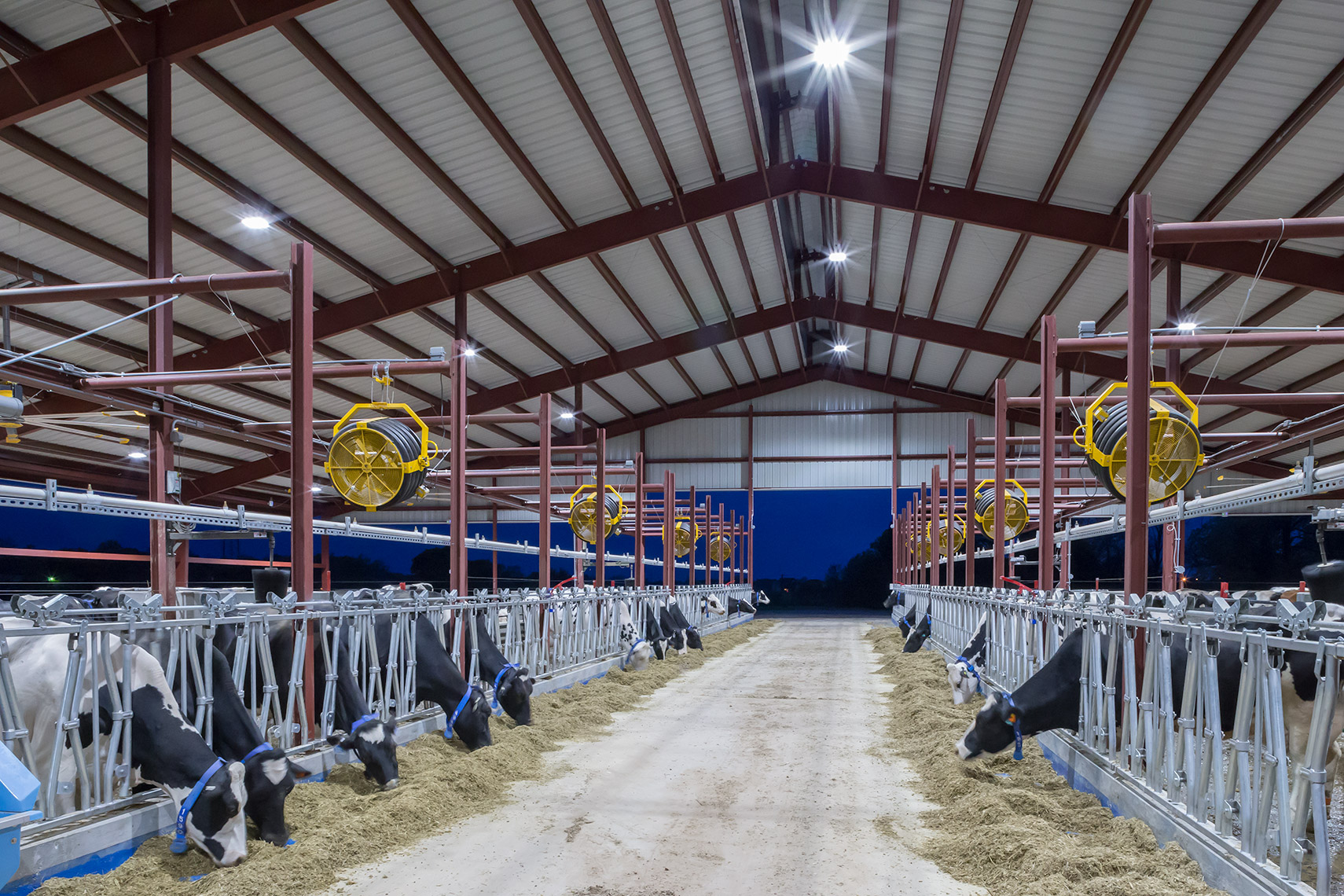 cattle feeding in modern shed with automated fan systems